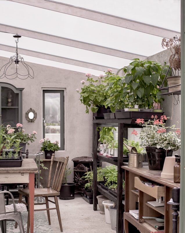 Växter som odlas i ett växthus där man har ett tak av kanalplast